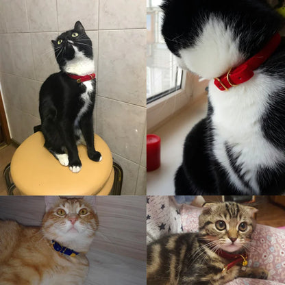 Stylish Cat Collar